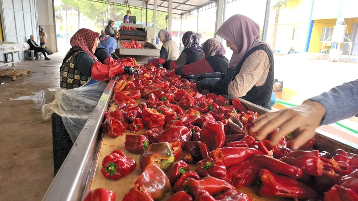 Bursa'da üretilip, Hollanda'ya gönderiliyor: Bin 500 ton ihraç edilecek - görsel 3
