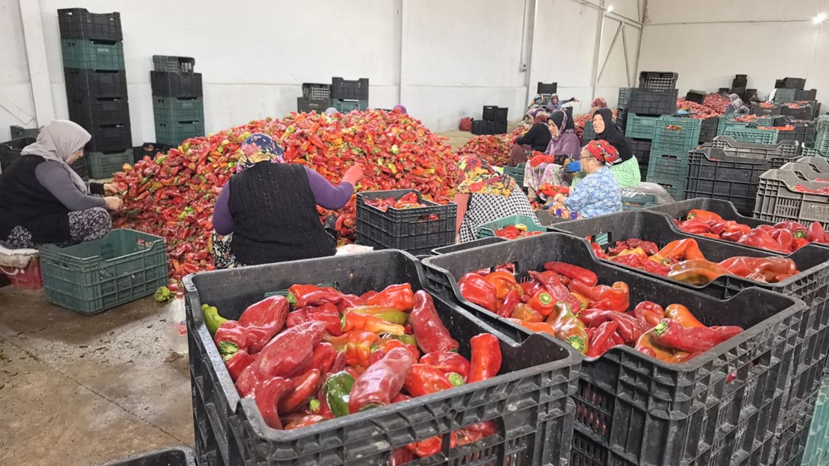 Bursa'da üretilip, Hollanda'ya gönderiliyor: Bin 500 ton ihraç edilecek - görsel 4