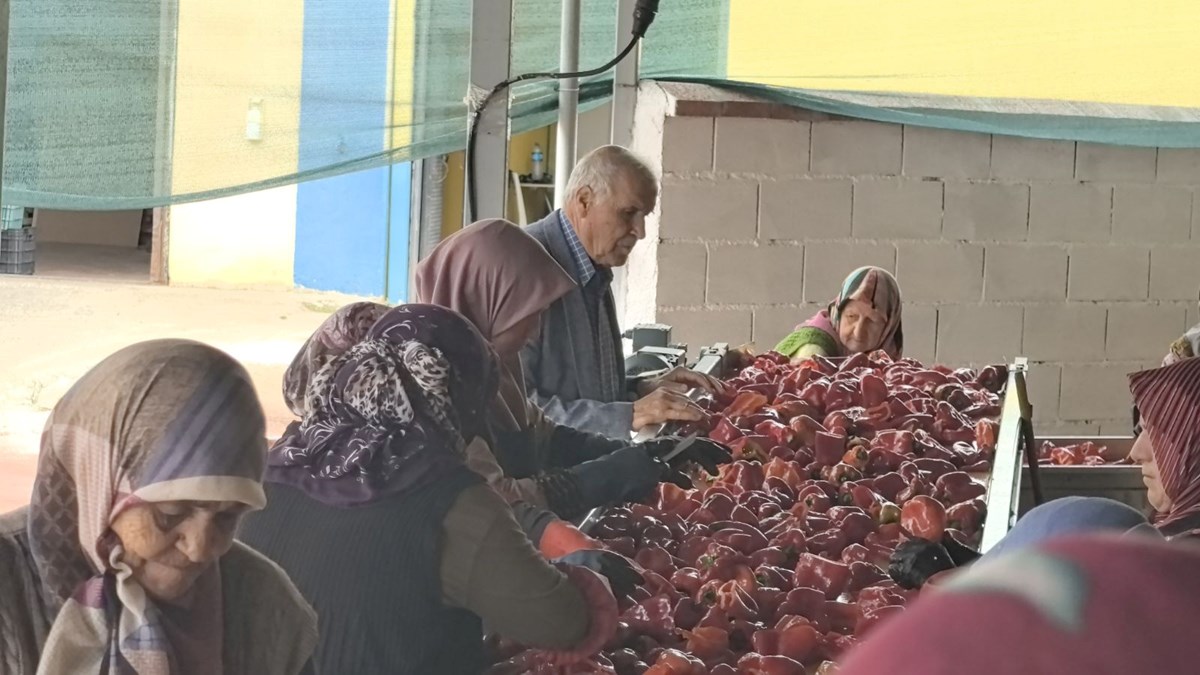 Bursa'da üretilip, Hollanda'ya gönderiliyor: Bin 500 ton ihraç edilecek - görsel 5