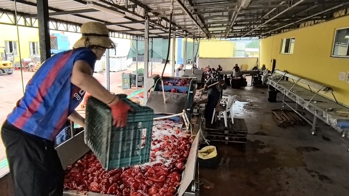 Bursa'da üretilip, Hollanda'ya gönderiliyor: Bin 500 ton ihraç edilecek
