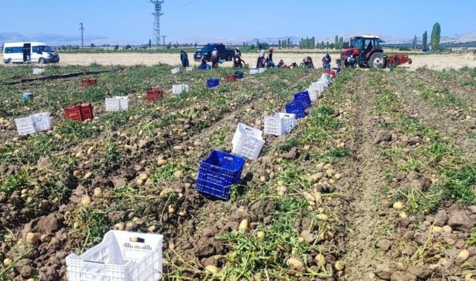 'Çöl Ovası'nda hasat başladı: Hedef 120 bin ton - Son Dakika Hayat Haberleri